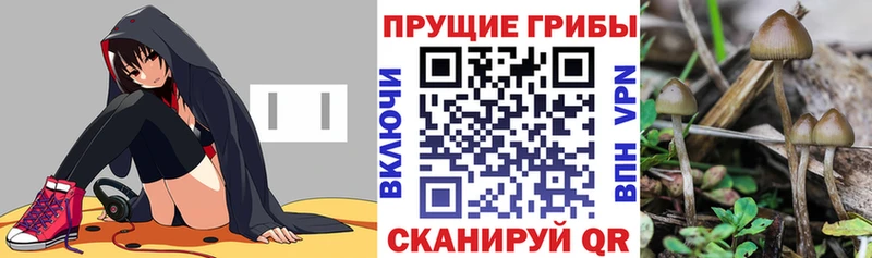 закладки Саров Псилоцибиновые грибы GOLDEN TEACHER